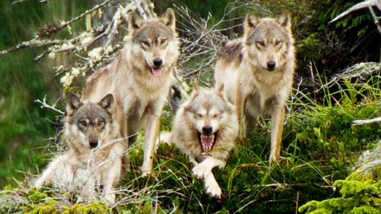 Vlci zachrání svou babičku před vyhladověním