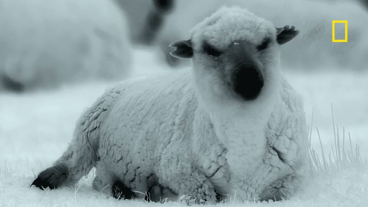 Zvířata zblízka – Pastevečtí psi versus puma