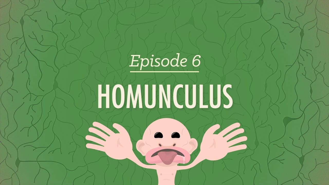 Psychologie: Homunkulus
