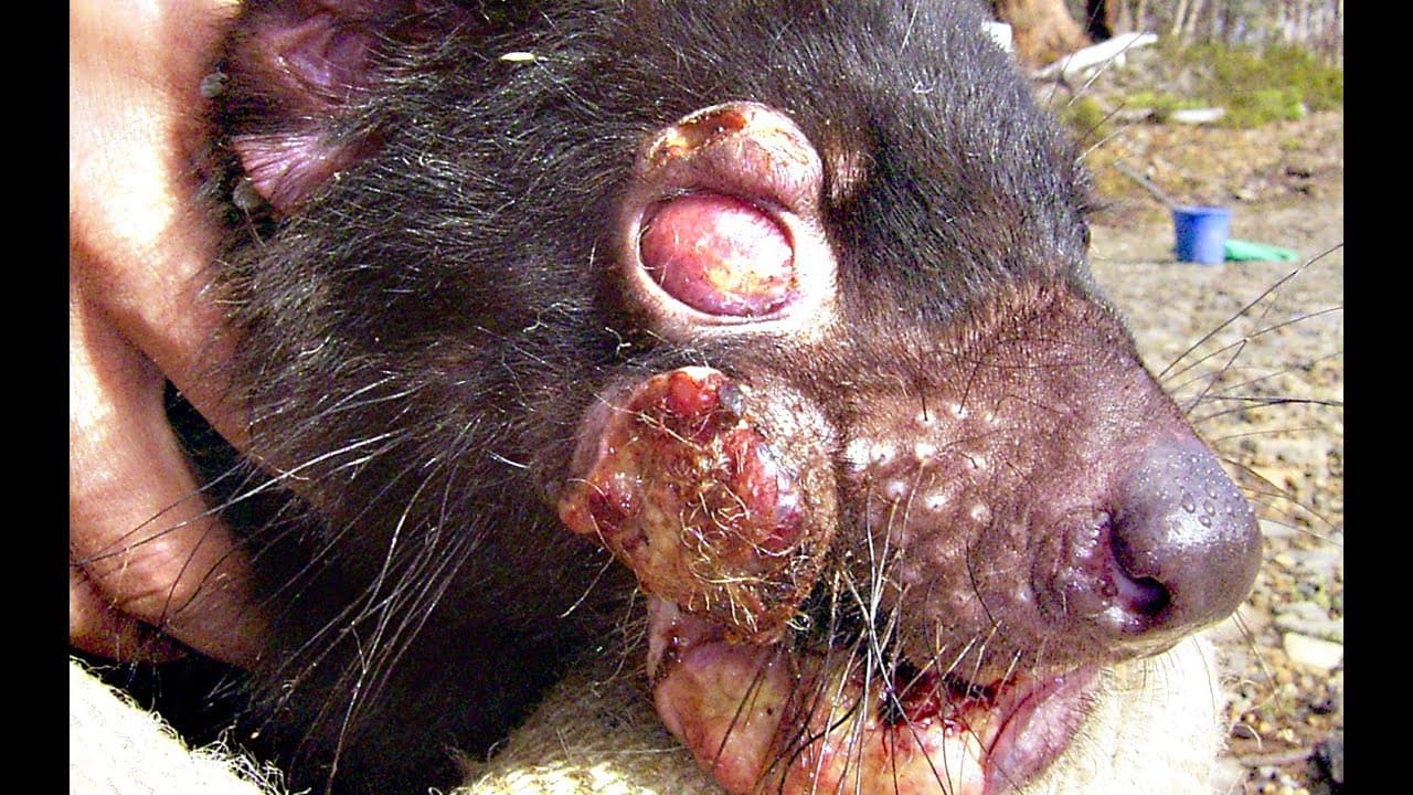 Infekční rakovina tváře tasmánského čerta