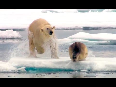 Tuleň s velkými sny