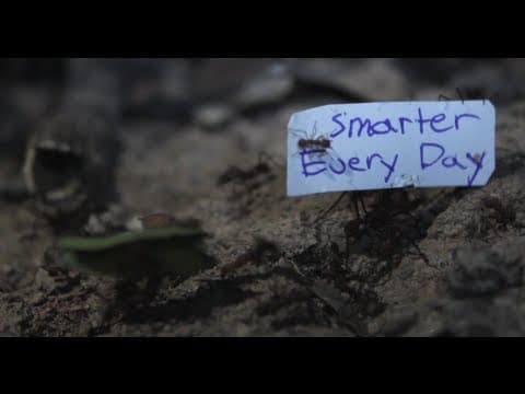 Jak přimět mravence nést cedulku