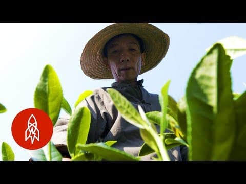 Pěstování dračí studny