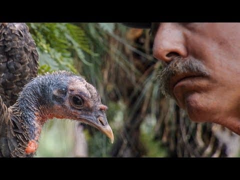 Studium krocaního jazyka