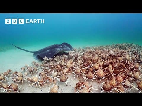 Krabí armáda chrání špióna před rejnokem