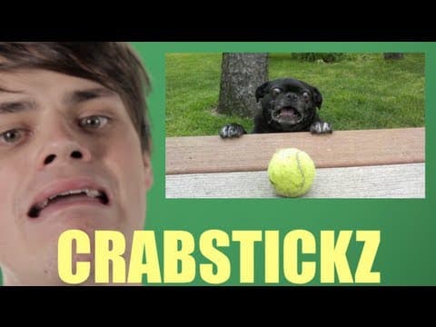 Imitace internetových zvířat