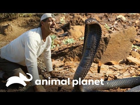 Tváří v tvář Kleopatřině kobře