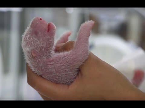 Pandí novorozeně se vrací k mámě