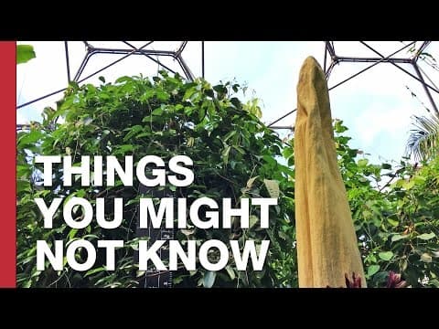 Květina zapáchající jako smrt