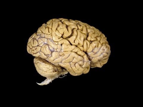 Co všechno můžete dělat bez mozku?