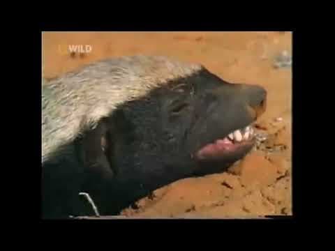 Medojedovi je to u pr*ele