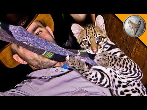 Ocelot mi ukradl ponožky