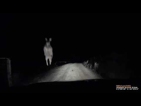 Když se zvířata brání