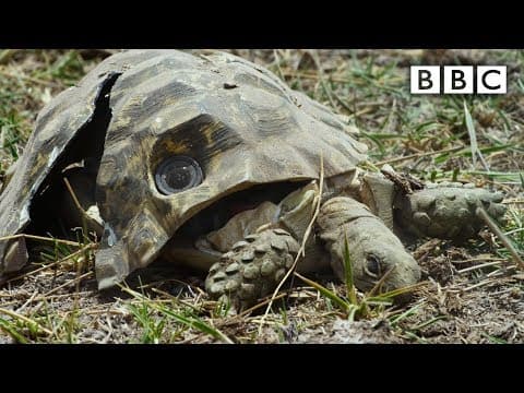 Rozšláputý želví špión natáčí dál