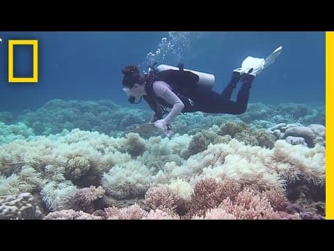 Velký korálový útes umírá