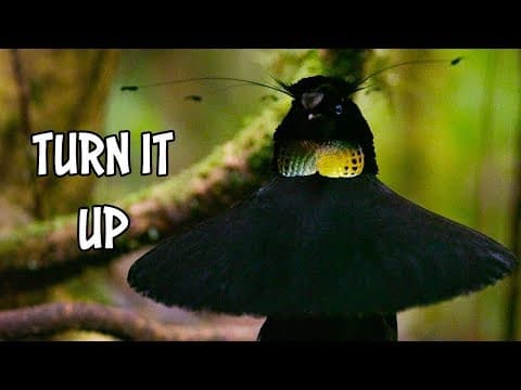 Nejlepší pářící rituál