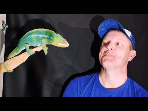 Chameleoní jazyk ve zpomaleném záběru