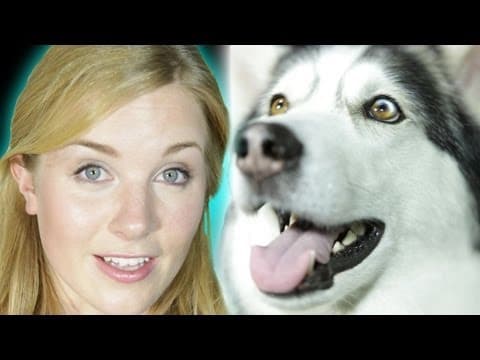 Můžeme domestikovat všechna zvířata?