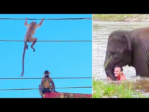 Hrdinové zvířecí říše