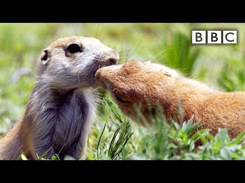 Pusinkující se psouni