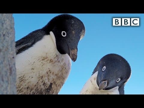 Krádež tučňáčího vejce