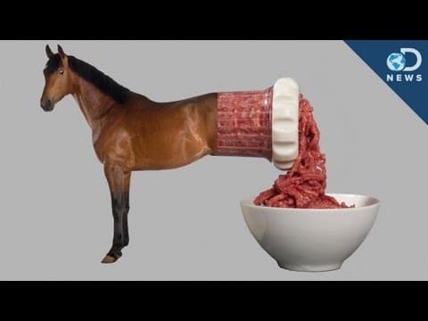 Snědli byste koňské maso?