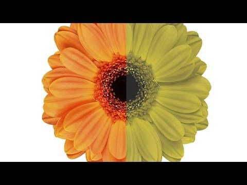 Jaké to je být barvoslepý?