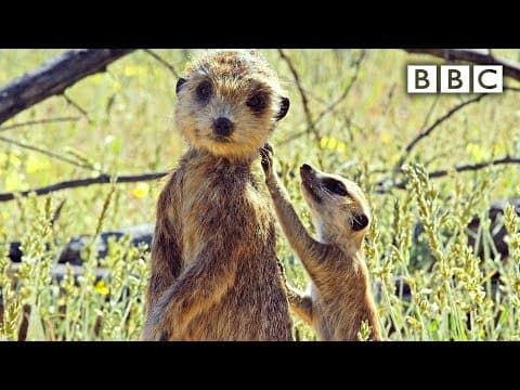 Špión hlídá mláďata surikaty