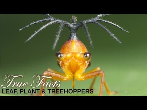 Křísci a přátelé