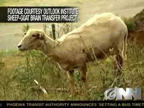 Vědci stvořili ovci s mozkem kozy
