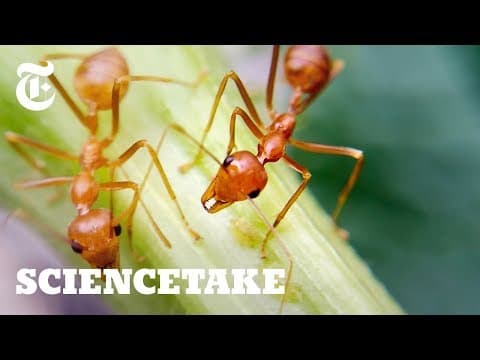 Jak se mravenci vyhýbají zácpám