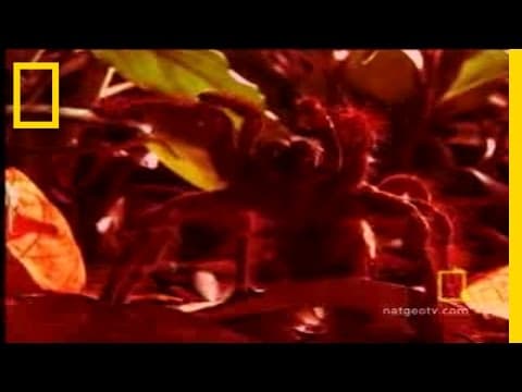 Jak přežít: sklípkan