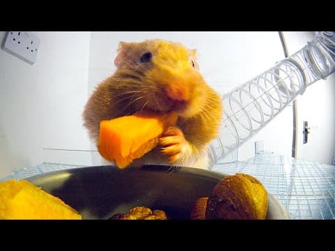 Takhle si křečci nacpávají tváře!