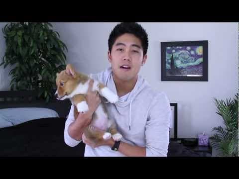 Ryanovo štěňátko