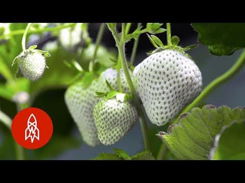 Neobyčejné bílé jahody