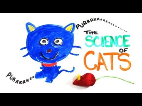 Poznatky o kočkách