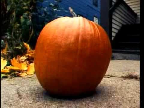 Život a smrt jedné dýně