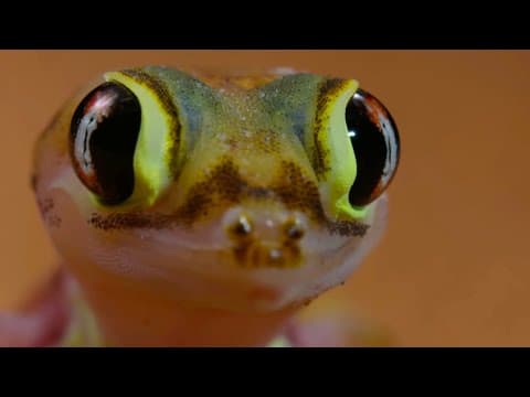 Mravkolvova smrtící past