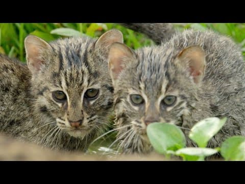 Kočky rybářské – vodní experti