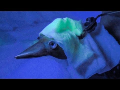 Dabchick pod tajemnou rouškou