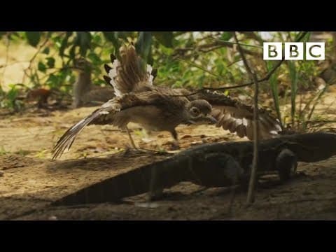 Dytíci chrání krokodýla