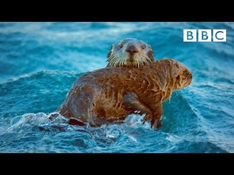 Vydry společně bojují s divokými vlnami