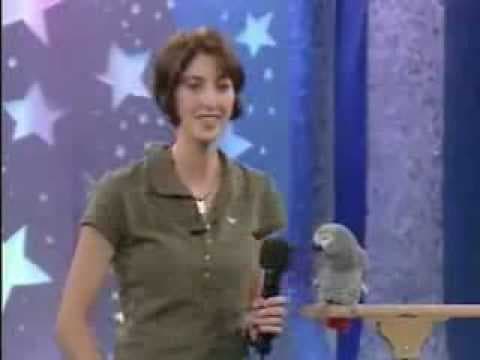 Einstein - ptačí superstar