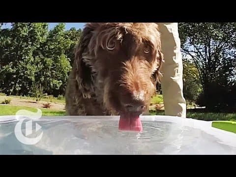 ScienceTake - Jak pijí psi?