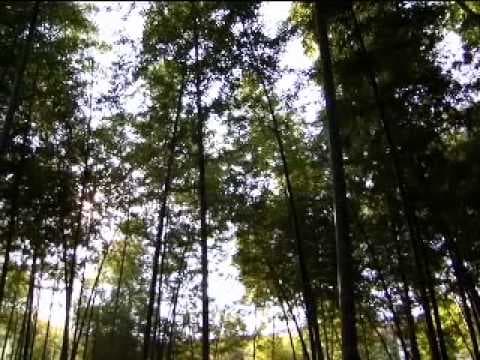 Čínské ohňostroje