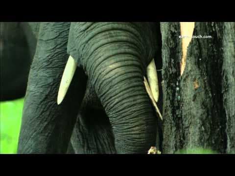 Sloní stádo zblízka