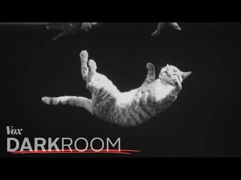 Proč kočky pokaždé dopadnou na všechny čtyři