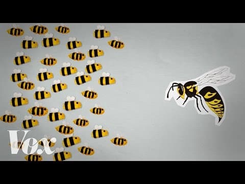 Jak včely uvaří sršně zaživa