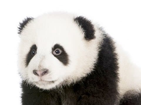 Proč jsou věci roztomilé?