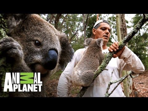 Vybere si koala větev, nebo Franka?